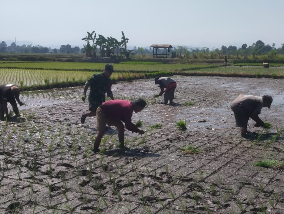 *Dorong Semangat Petani Desa Julubori, Babinsa Koramil 1409-05/Pallangga Lakukan Pendampingan Penanaman Padi*