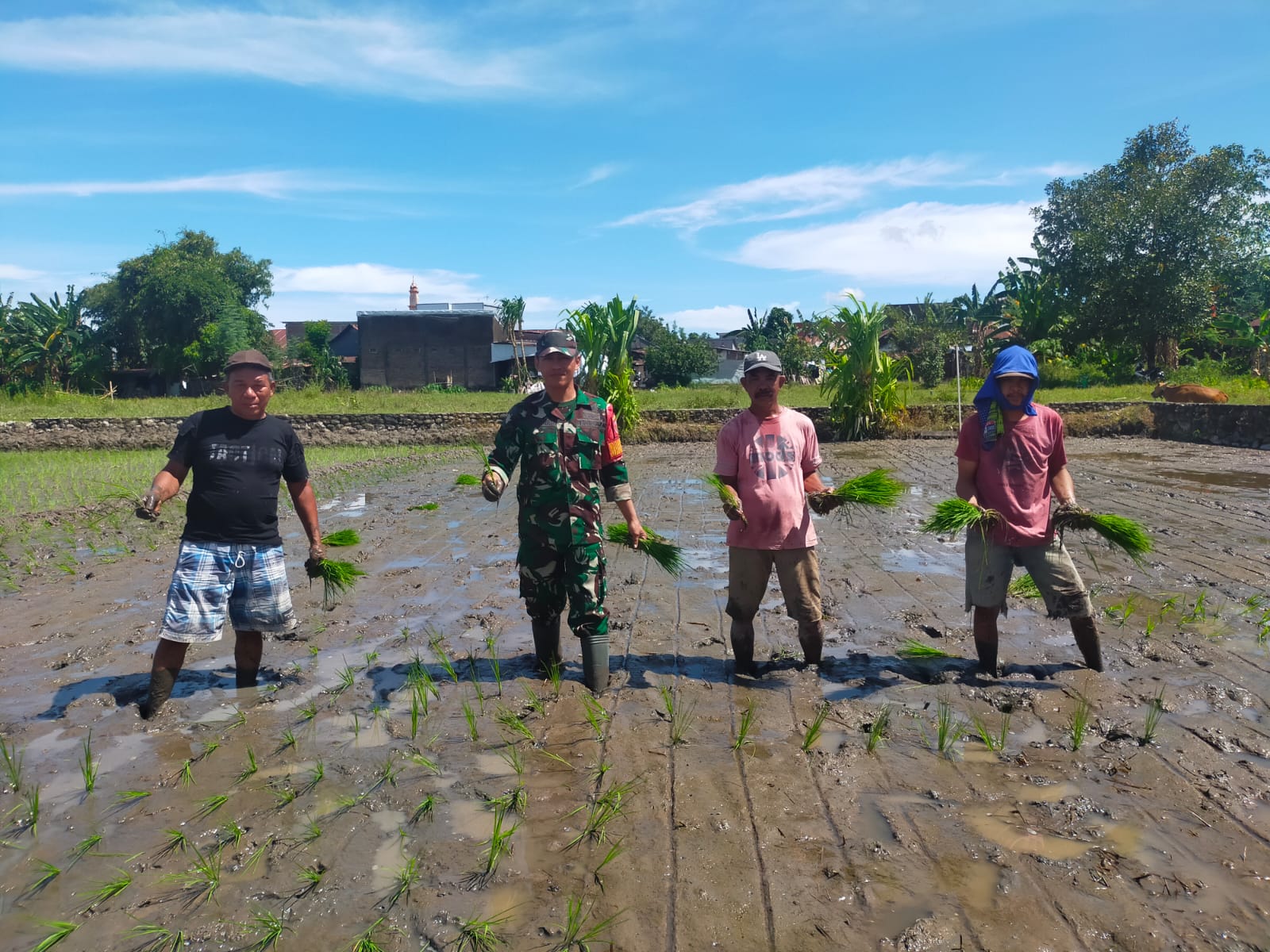 *Tingkatkan Ketahanan Pangan Nasional, Babinsa Koramil 1409-05/Pallangga Dampingi Penanaman Padi di Gowa*